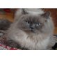 Perser Colourpoint - Kater