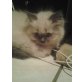 Perser Colourpoint - Kater