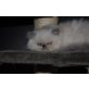 Perser Colourpoint - Kater