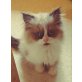Perser Colourpoint - Kater