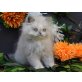 Perser Colourpoint - Kater