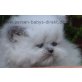 Perser Colourpoint - Kater