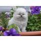 Perser Colourpoint - Kater
