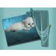 Perser Colourpoint - Kater