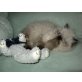 Perser Colourpoint - Kater