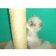 Perser Colourpoint - Kater