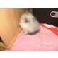Perser Colourpoint - Kater