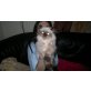 Perser Colourpoint - Kater