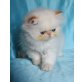 Perser Colourpoint - Kater