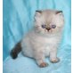 Perser Colourpoint - Kater
