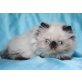 Perser Colourpoint - Kater