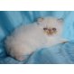 Perser Colourpoint - Kater