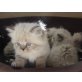 Perser Colourpoint - Kater