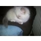 Perser Colourpoint - Kater