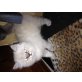 Perser Colourpoint - Kater