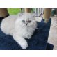Perser Colourpoint - Kater