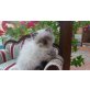 Perser Colourpoint - Kater