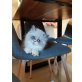 Perser Colourpoint - Kater