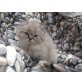 Perser Colourpoint - Kater