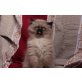 Perser Colourpoint - Kater