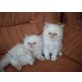 Perser Colourpoint - Kater