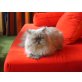Perser Colourpoint - Kater