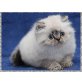 Perser Colourpoint - Kater