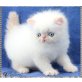 Perser Colourpoint - Kater