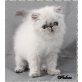 Perser Colourpoint - Kater