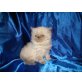 Perser Colourpoint - Katze