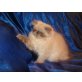 Perser Colourpoint - Katze