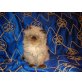 Perser Colourpoint - Katze