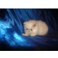 Perser Colourpoint - Katze