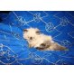 Perser Colourpoint - Katze