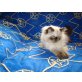 Perser Colourpoint - Katze