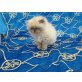 Perser Colourpoint - Katze