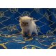 Perser Colourpoint - Katze