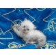 Perser Colourpoint - Katze