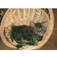 Perser Colourpoint - Katze