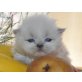 Perser Colourpoint - Katze