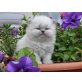 Perser Colourpoint - Katze