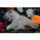 Perser Colourpoint - Katze