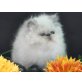 Perser Colourpoint - Katze