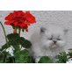 Perser Colourpoint - Katze