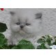 Perser Colourpoint - Katze