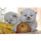 Perser Colourpoint - Katze