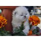 Perser Colourpoint - Katze