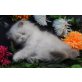 Perser Colourpoint - Katze