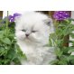 Perser Colourpoint - Katze
