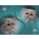 Perser Colourpoint - Katze